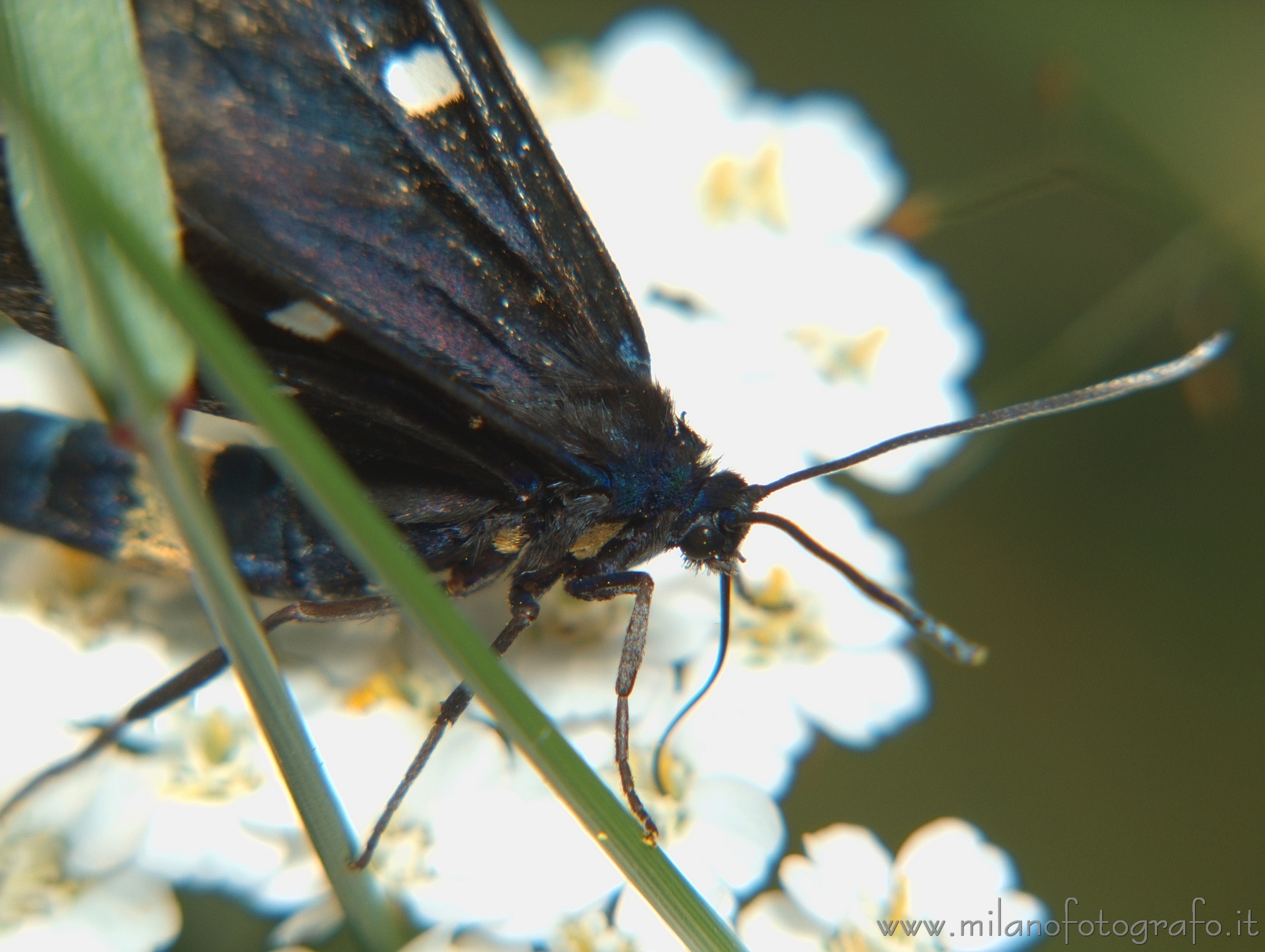 Rosazza (Biella, Italy) - Polymorpha ephialtes